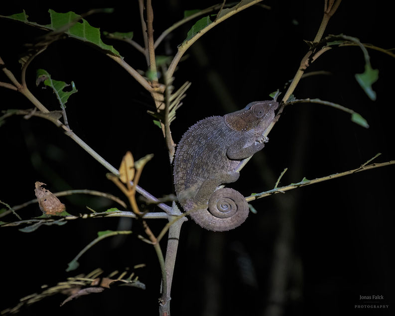 Short-horned chameleon
Calumma brevicornis