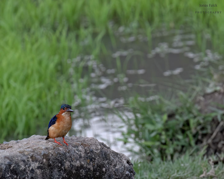 Madagascar malachite kingfisher
Corythornis vintsioides vintsioides