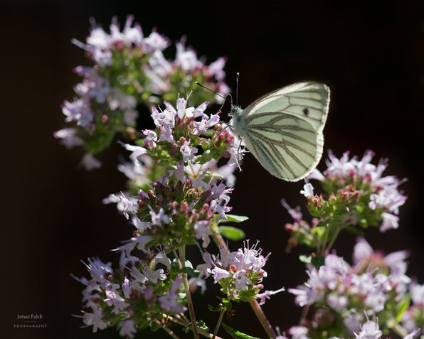 Rapsfjäril
Pieris napi