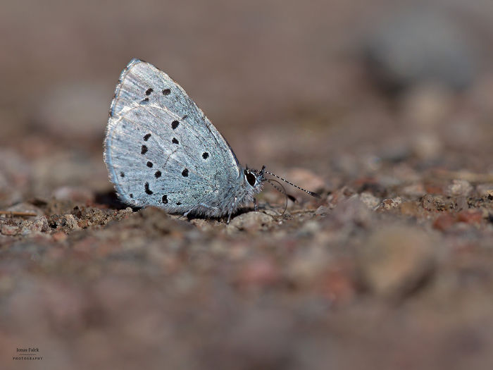 Tosteblåvinge
Celastrina argiolus