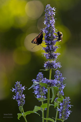 Nässelfjäril
Aglais urticae
anisisop
hussnylthumla
Bombus norvegicus