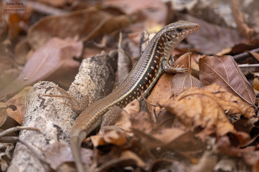 Karsten's plated lizard
Zonosaurus karsteni