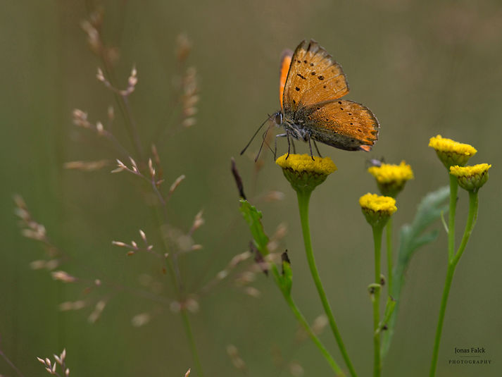Vitfläckig guldvinge
Lycaena virgaureae