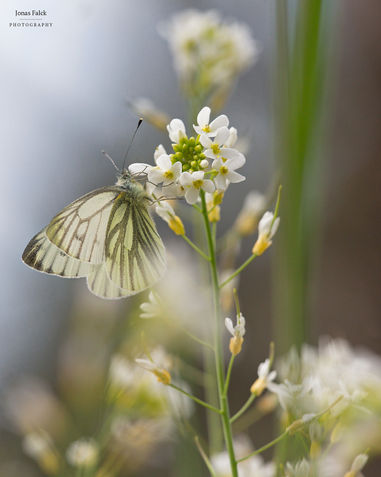 Rapsfjäril
Pieris napi