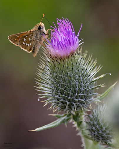 Silversmygare
Hesperia comma