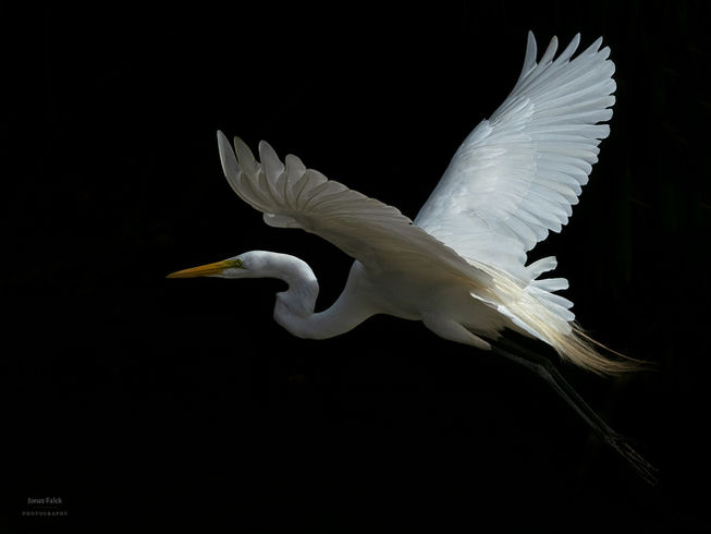Ägretthäger
Ardea alba