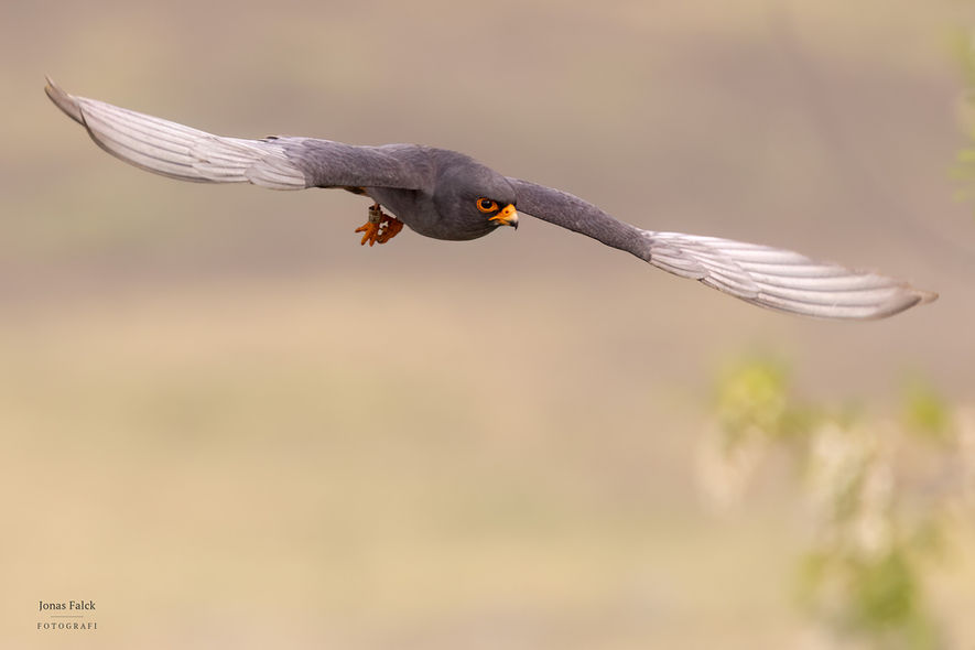 Aftonfalk
Falco vespertinus