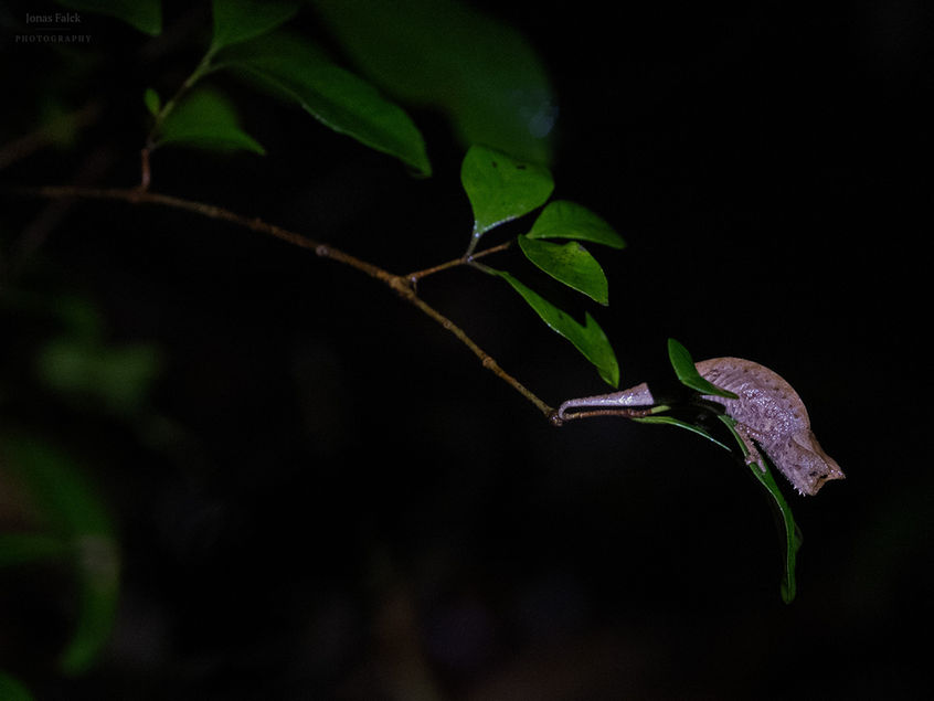 Brown leaf chameleon
Brookesia superciliaris