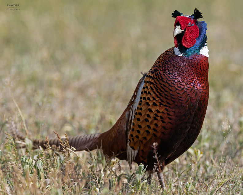 Fasan
Phasianus colchicus