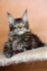 Victor Enchanted Kittens Taty 4.jpg