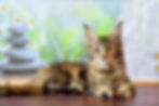 Vivian Enchanted Kittens Taty (5).jpg