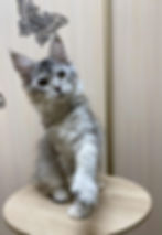 Victoria Enchanted Kittens Lyub 1.jpg