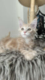 Justin Enchanted Kittens TS 4.jpg