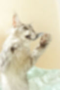Richard Enchanted Kittens Taty.jpg