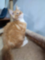 Kevin Lyub Enchanted Kittens 5.jpg