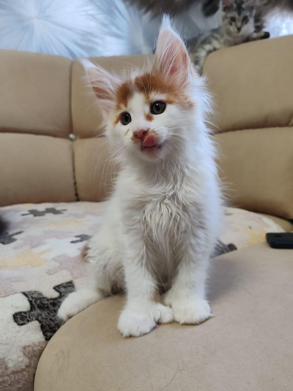 Timofey Enchanted Kittens Lyub