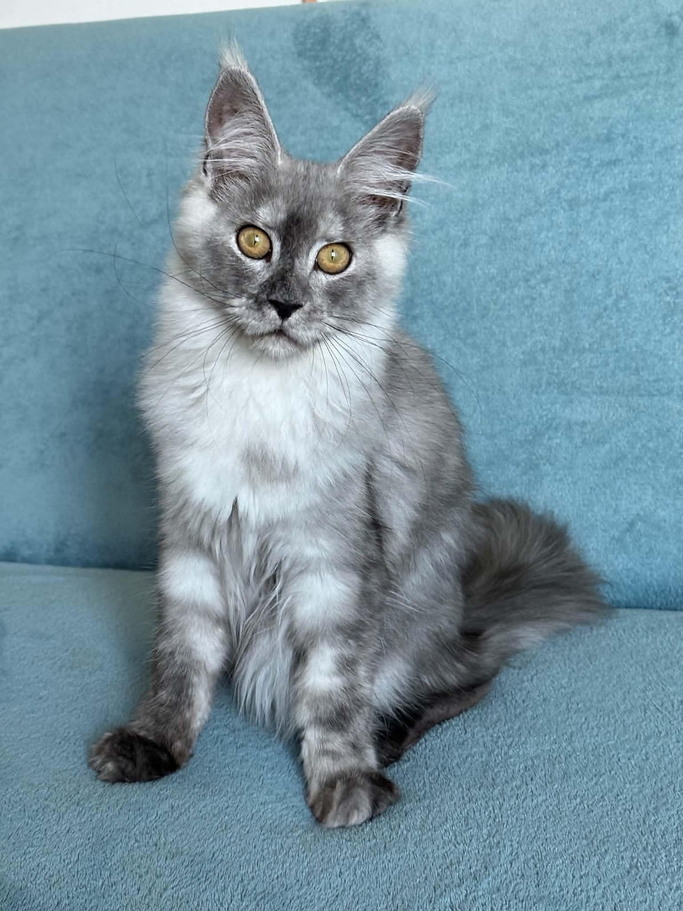 Solomon Enchanted Kittens Aina 5.jpg