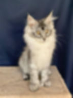 Devon Enchanted Kittens 2.jpg