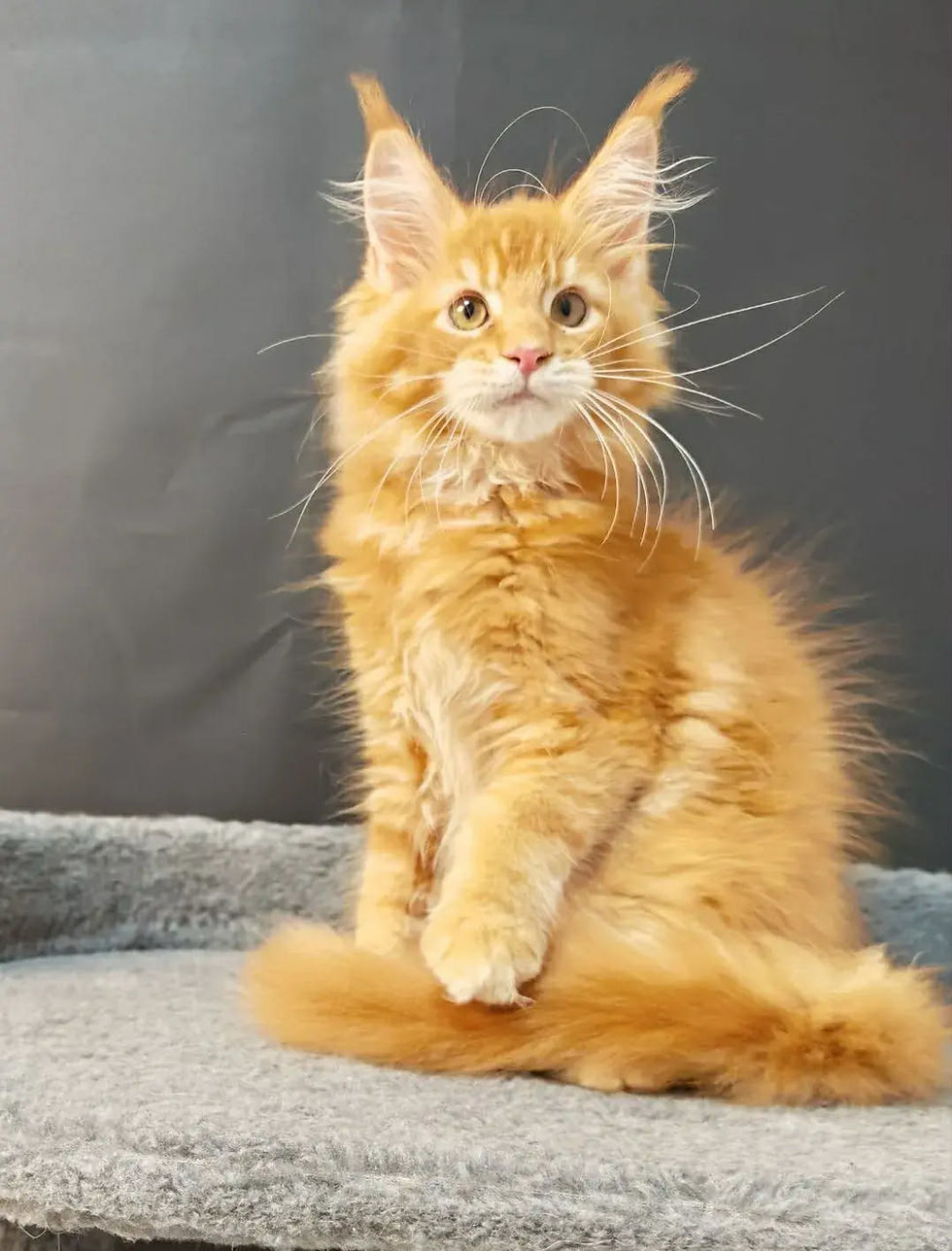 Amid Enchanted Kittens Lyub 3.jpg