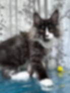 Gordey Enchanted Kittens Olga 2.jpg