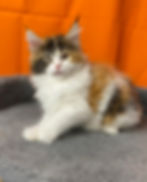 Xara Enchanted Kittens Lyub 4.jpg