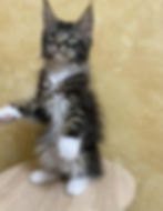 Vincent Enchanted Kittens Lyub.jpg