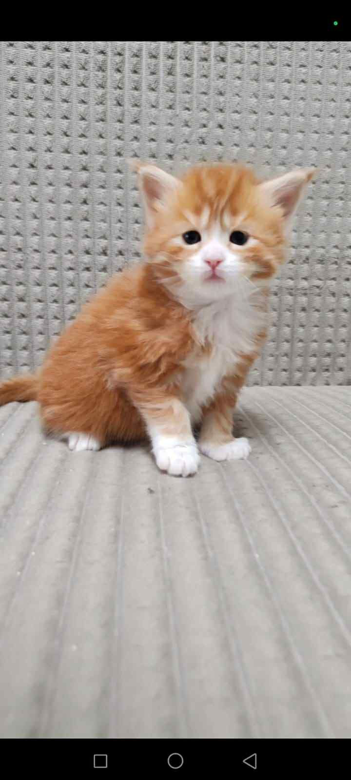 Persephonie Enchanted Kittens LYUB 1.jpg