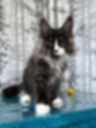 Gordey Enchanted Kittens Olga 3.jpg