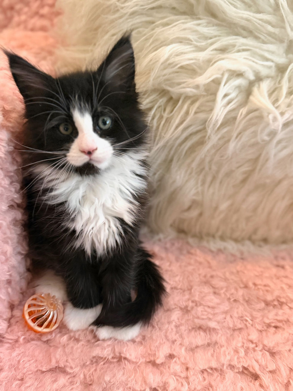 Cashew Enchanted Kittens Demetra 4.jpeg