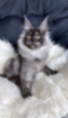 Xena Enchanted Kittens TS 3.jpg