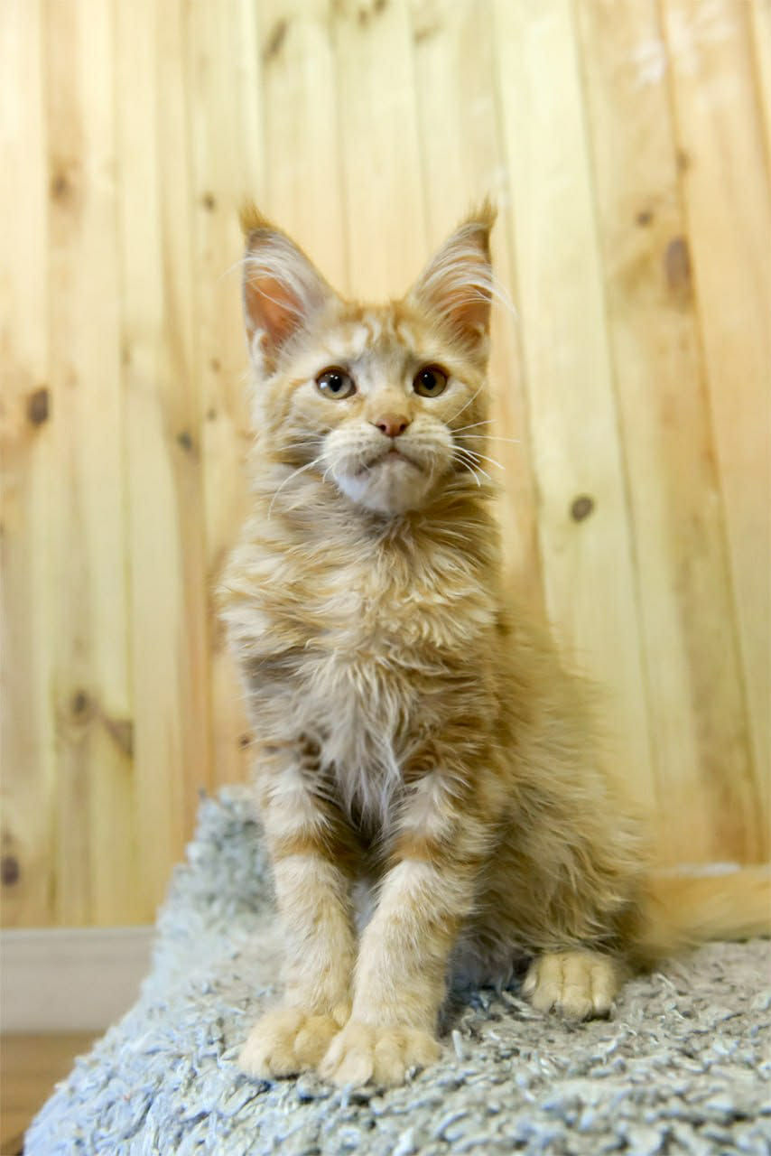 Biscotti Enchanted Kittens Taty 6.jpg