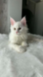 Darcy Enchanted Kittens TS 4.jpg