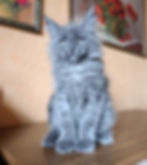 Bimba Enchanted kittens TS 3.jpg