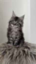 Domino Enchanted Kittens TS 3.jpg