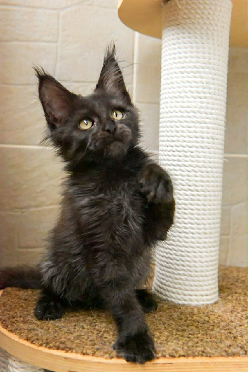 Butterscotch Enchanted Kittens Taty 2.jpg