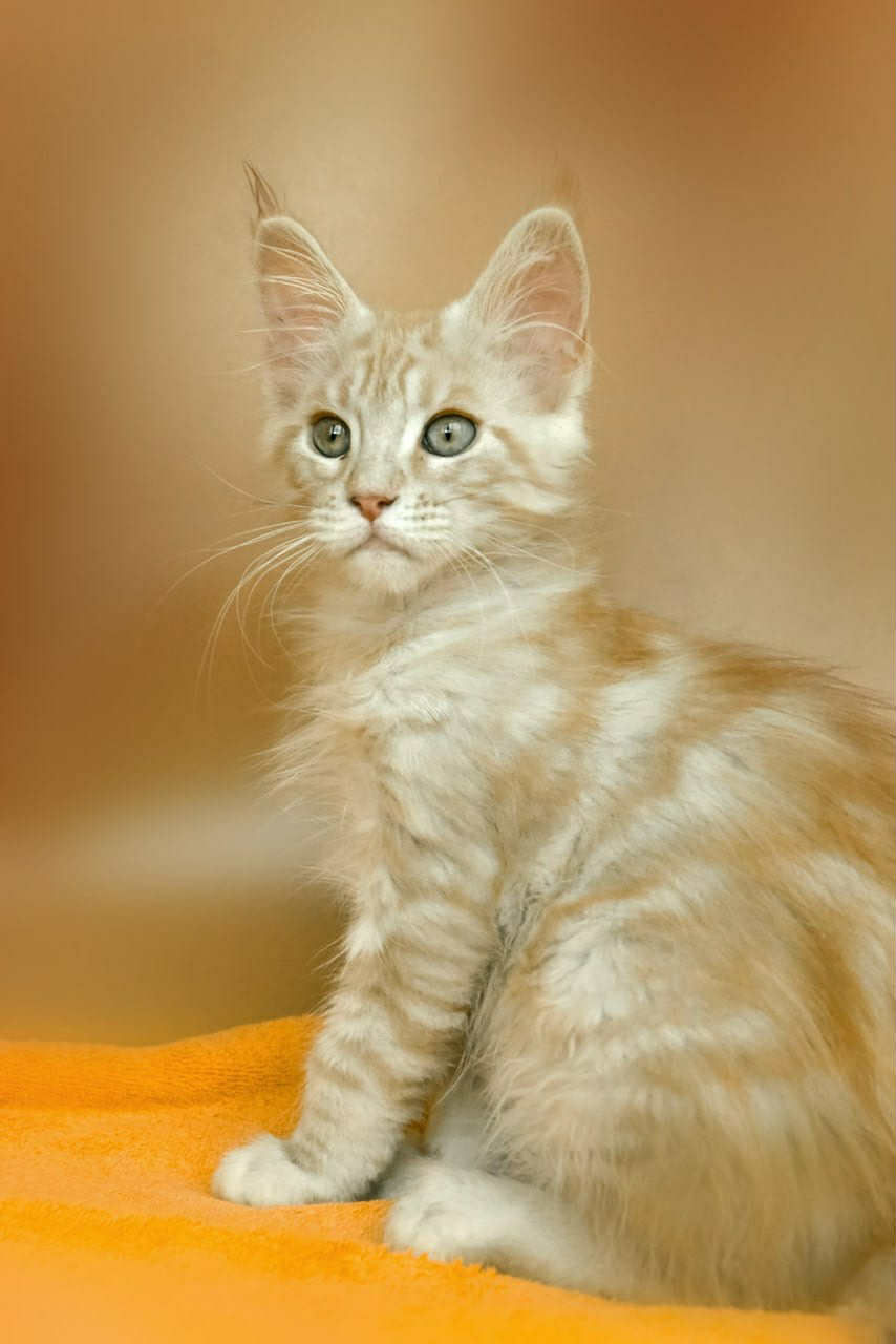 Cheeto Enchanted Kittens Taty 3.jpg