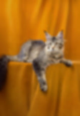 Patricia Taty Enchanted Kittens 2.jpg