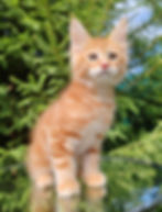 Kyle Enchanted Kittens LYUB 1.jpg