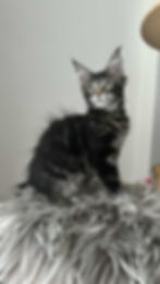 Jordan Enchanted Kittens TS 5.jpg