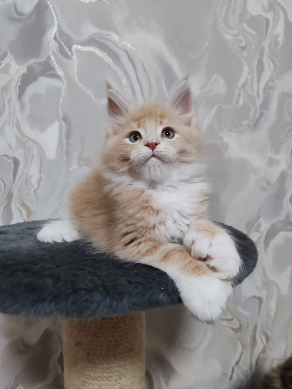 Demeo Enchanted Kittens Nat 4.jpg