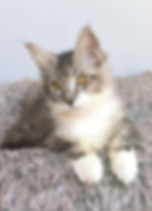Wariivat Enchanted kittens Taty 1.jpg