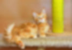 Valdis Enchanted Kittens Taty (1).jpg