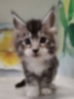 Seraphim Enchanted Kittens LYUB 1.jpg