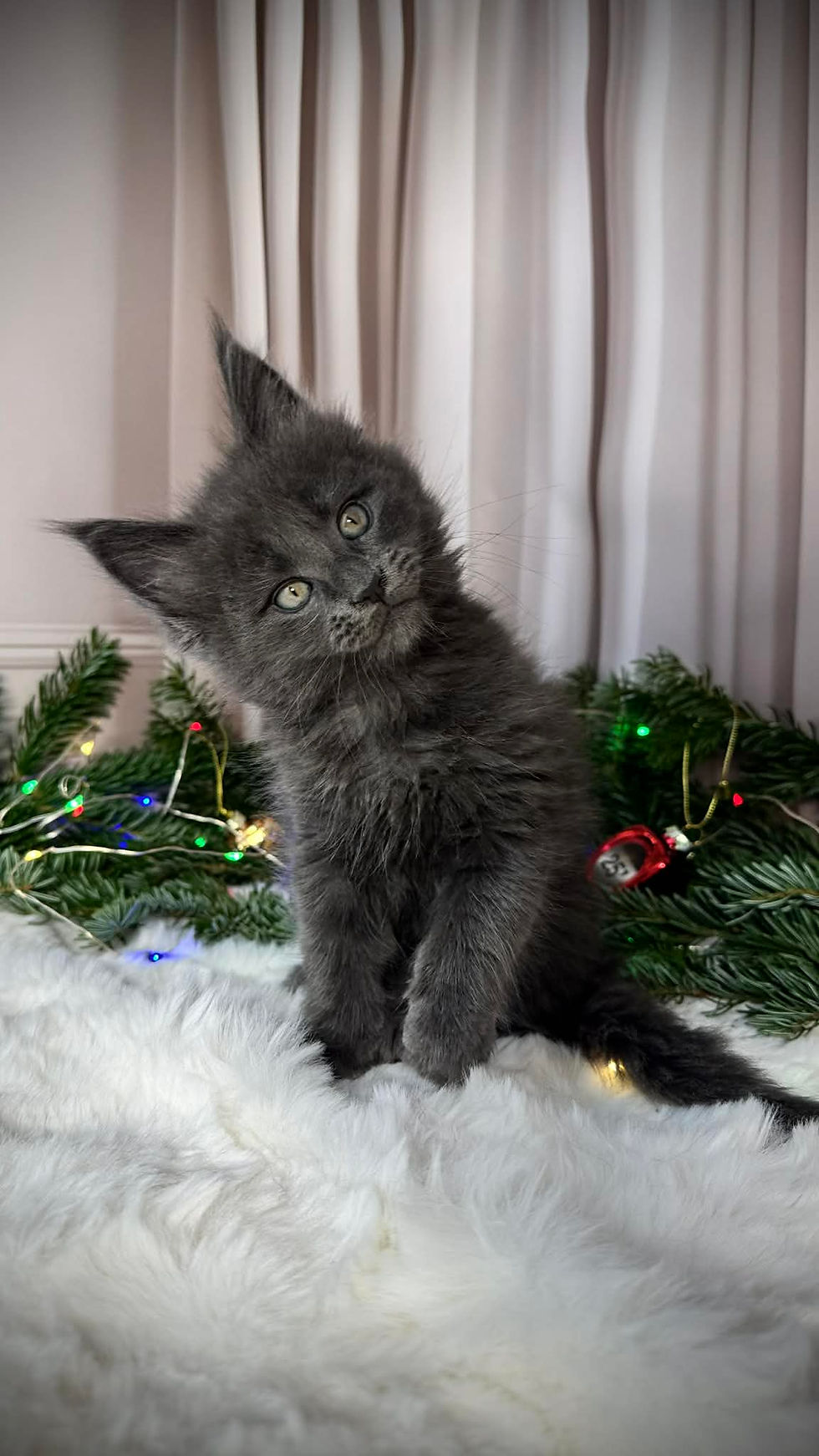 Blank Enchanted Kittens TS 5.jpg