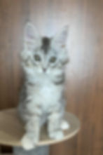 Victoria Enchanted Kittens Lyub 3.jpg