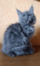 Bimba Enchanted kittens TS 1.jpg