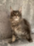 Deeno Enchanted Kittens 3.jpg