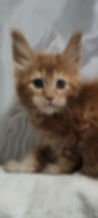 Zina Enchanted Kittens Nat 2.jpg