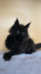 Nellie Enchanted Kittens O.jpg