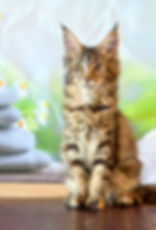 Vivian Enchanted Kittens Taty (2).jpg